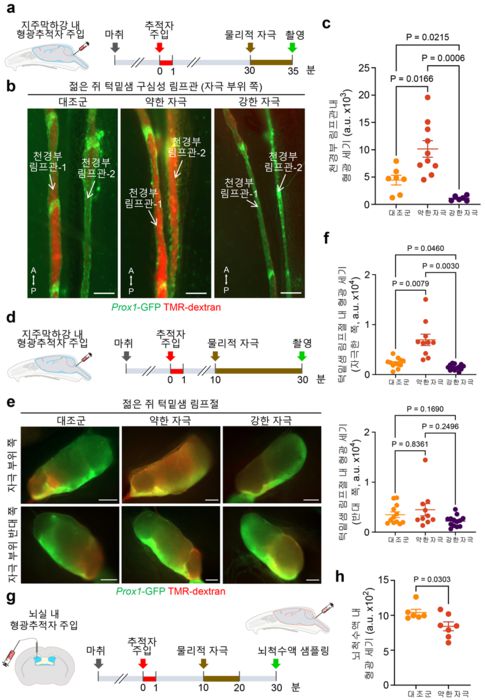 천경부 림프관의 기계적 자극을 통한 뇌척수액 배출 증진
