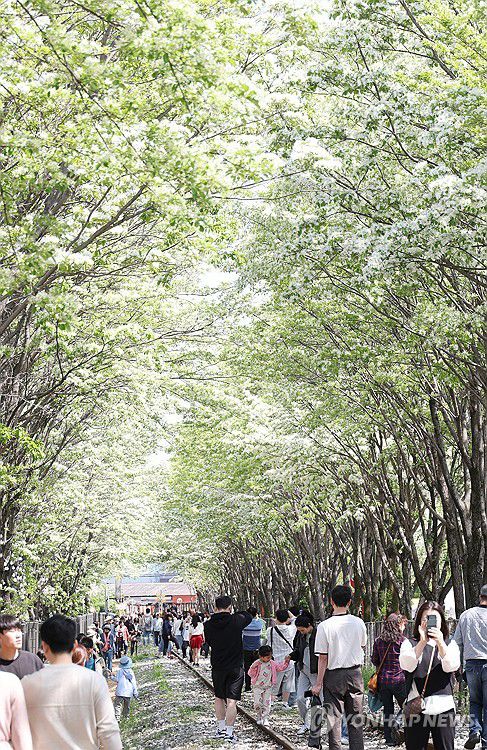 '하얀 눈꽃'(전주=연합뉴스) 임채두 기자 = 26일 전북 전주시 덕진구 팔복동 철길 양옆으로 이팝나무가 흐드러지게 피어있다. 전주시는 이날부터 이팝나무철길을 한시적으로 개방했다. 2025.4.26 doo@yna.co.kr