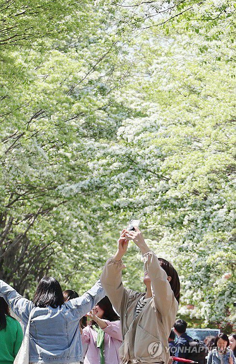 이팝나무 속으로(전주=연합뉴스) 임채두 기자 = 26일 전북 전주시 덕진구 팔복동 철길 양옆으로 이팝나무가 흐드러지게 피어있다. 전주시는 이날부터 이팝나무철길을 한시적으로 개방했다. 2025.4.26 doo@yna.co.kr