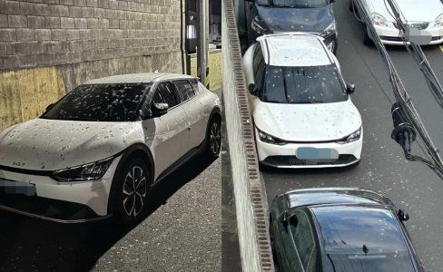 ‘새똥 테러’ 당한 차량들. 보배드림