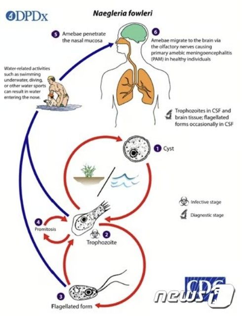 2022년 12월 26일 '뇌 먹는 아메바' 감염 사례가 국내에서 처음 확인됐다./사진=뉴스1