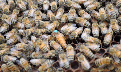 꿀벌 모습. 농진청 제공