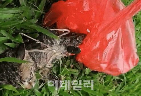 싱가포르 길고양이의 쥐 끈끈이 피해 사례(Seri Mazliana, Singapore SPCA