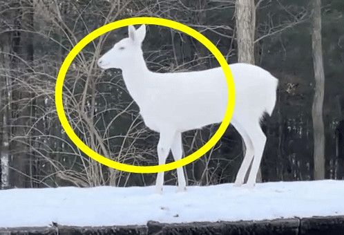 한 여성이 올린 알비노 사슴. 사진=영상=틱톡 carolynnrs 캡처                                    알비노 사슴