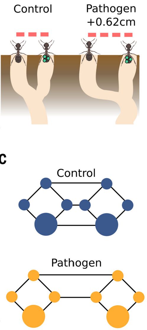 타고난 도시거주민인 개미는 감염병 유행 조짐이 있으면 본능적으로 대처한다. 최근 연구에 따르면 곰팡이에 감염된 개미가 있을 때(pathogen)는 없을 때(control)에 비해 개미집 출입구 사이의 간격이 넓어지고 방 사이의 연결도 줄여 병원체 확산을 막는 방향으로 네트워크를 바꾸는 것으로 밝혀졌다. 사진출처 ‘사이언스’