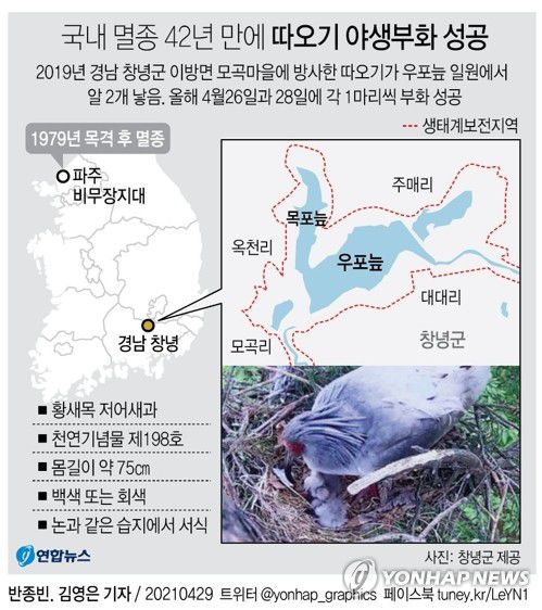 [그래픽] 국내 멸종 42년 만에 따오기 야생부화 성공    경남 창녕군은 2019년 이방면 모곡마을에 방사한 따오기 암수가 2021년 4월 새끼 2마리를 부화했다고 밝혔다. [연합뉴스 그래픽]