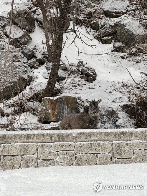 먹이 찾아 도로변까지 나온 산양(양구=연합뉴스) 2일 오후 강원 양구군 동면 도솔산 인근 도로에서 천연기념물이자 멸종위기 야생생물 1급인 산양이 최근 내린 폭설로 먹이를 찾지 못해 도로변까지 모습을 드러냈다.      최근 많은 눈이 내린 강원 산간에는 먹이를 찾아 민가로 내려오는 산양이 잇따르고 있다. 2024.3.2 [독자 신윤선 씨 제공. 재판매 및 DB 금지] photo@yna.co.kr