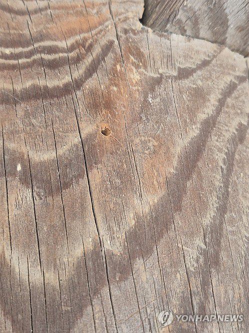 세계유산 병산서원에 새겨진 못자국(안동=연합뉴스) 김선형 기자 = 2일 오후 유네스코 세계문화유산인 경북 안동시 병산서원 만대루 나무 기둥에 두께 2∼3㎜, 깊이 약 1㎝의 못자국이 새겨져 있다. 못자국은 지난해 12월 30일 KBS드라마 제작팀이 드라마 촬영을 위해 소품용 모형 초롱을 매다는 과정에 생겨났다. 안동시는 고발 등 법적 조치를 검토 중이다. 국가 보물이자 유네스코 세계문화유산인 만대루는 소박하고 절제된 조선 중기 건축물의 특징을 잘 보여주는 우리나라 서원 누각의 대표작이라고 평가받는 귀중한 유산이다. 2025.1.2 sunhyung@yna.co.kr