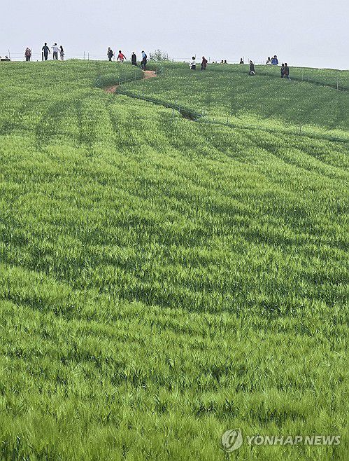 짙푸른 고창 학원농장 청보리밭(고창=연합뉴스) 최영수 기자 = 관광객들이 20일 청보리밭 축제가 펼쳐지는 전북 고창군 공음면 학원농장 청보리밭 일대를 걷고 있다. 2025.4.20 kan@yna.co.kr