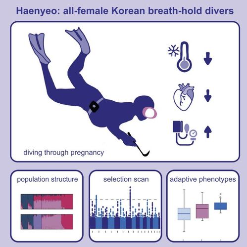 잠수 활동으로 인한 제주 해녀 유전자 변이 연구[Cell Reports / Aguilar-Gómez et al. 제공. 재판매 및 DB 금지]