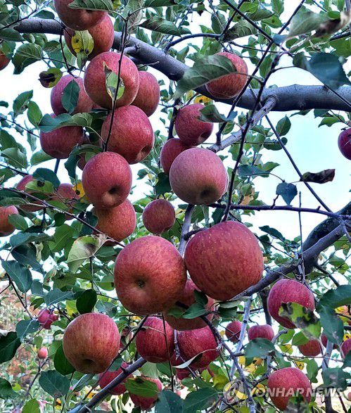 사과[촬영 유형재]
