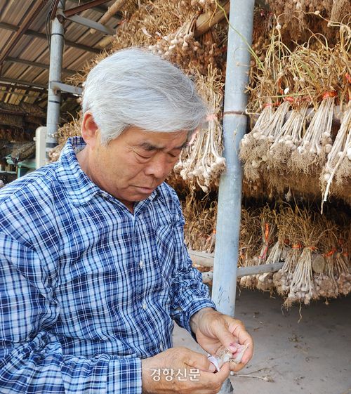 장종수 의성마늘 생산자연합회 회장(69)이 지난 1일 다음 건조대에 말려 둔 마늘 한 통을 까서 보여주고 있다. 김현수 기자
