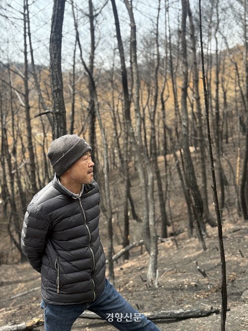 산불 화마가 덮친 경북 영덕군 영덕읍 화천리에서 지난 13일 만난 이상범씨(55)가 잿더미로 변해버린 자신의 송이산을 바라보며 허탈해하고 있다. 김현수 기자