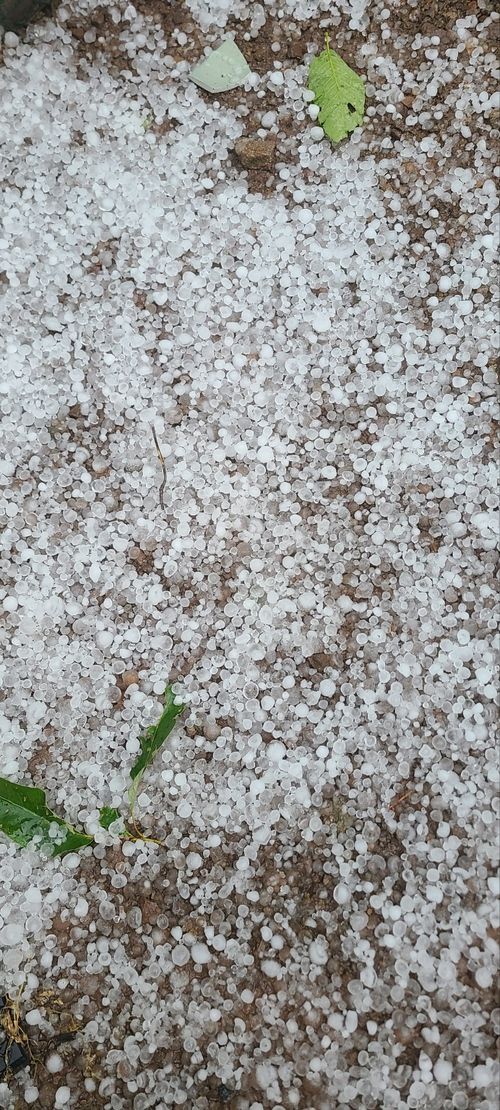 지난달 28일 경북 안동시 예안면 도촌리 한 과수원에 내린 우박. 이유권씨 제공