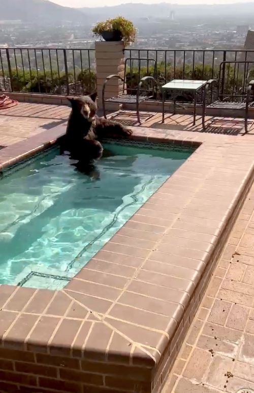 더위 못 참고 가정집 수영장 침입한 흑곰 - 미국 캘리포니아주 로스앤젤레스 버뱅크의 버두고산맥에 사는 흑곰이 더위를 피해 한 주택의 야외 수영장에 몸을 담그고 있는 모습. 버뱅크 AP 연합뉴스