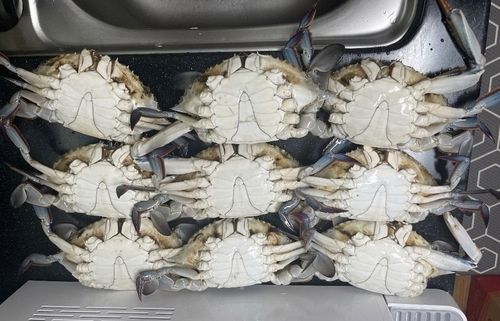 지난 5월 온라인 커뮤니티에서 논란이 된 소래포구 꽃게. 보배드림 캡처