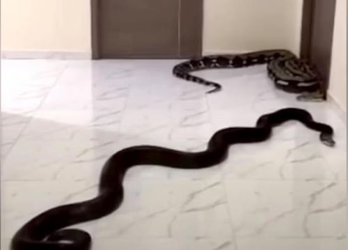 태국 방콕의 한 아파트 복도에 뱀 두 마리가 기어 다니고 있다. 뱀을 푼 사람은 아파트 주민으로 “반려동물이 금지된 아파트에서 개를 키우고 소음을 유발하는 이웃에 대한 경고”라고 밝혔다. 출처=방콕포스트