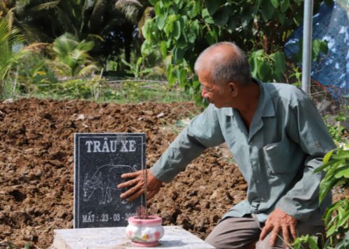 남은 생을 어릴 적 소들에게 받은 은혜를 갚으며 살겠다고 다짐한 쩐반포씨는 소를 키우다 명을 다하면 뒷마당에 손수 묻고 작게나마 묘비석을 세웠다. 출처=탄니엔