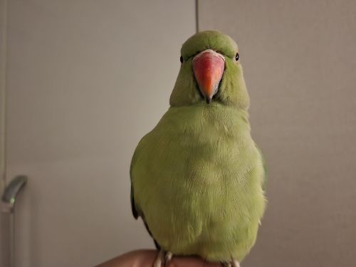 반려 앵무새 '연두'를 어두운 곳에서 갤럭시S22 울트라로 찍은 사진. 깃털 부분이 비교적 세밀하게 잘 드러났다.