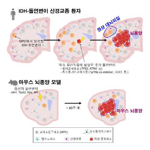 정상 대뇌 피질의 교세포전구세포(GPC)에서 처음으로 IDH 유전자에 돌연변이가 생기고, 이후 여러 핵심 유전자에 추가 돌연변이가 더해지면서 악성 뇌종양으로 발전한다. 이 과정을 나타낸 모식도. /사진=KAIST