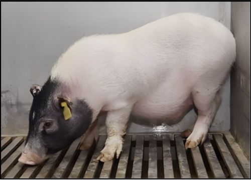 [Nature/Lin Wang et al. 제공. 재판매 및 DB 금지]