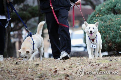 광주 우치동물원에서 생활하는 곰이·송강 [연합뉴스 자료사진]