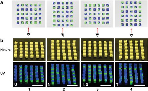 울산과학기술원(UNIST) 기계공학과 및 인공지능대학원 정임두 교수팀이 3차원 형상의 퀀텀닷 구조물 30개를 만들어 배열했다. 사진은 일반 가시광선에서는 보이지 않지만 자외선을 비추면 보는 방향에 따라 U, N, IS, T 등 각각의 글자가 보인다. UNIST 제공