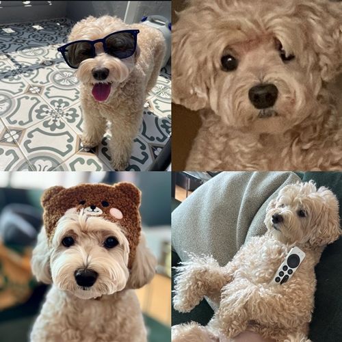 배우 강별이 MK스포츠와 펫터뷰를 통해 반려견을 소개했다. 사진=고스트 스튜디오