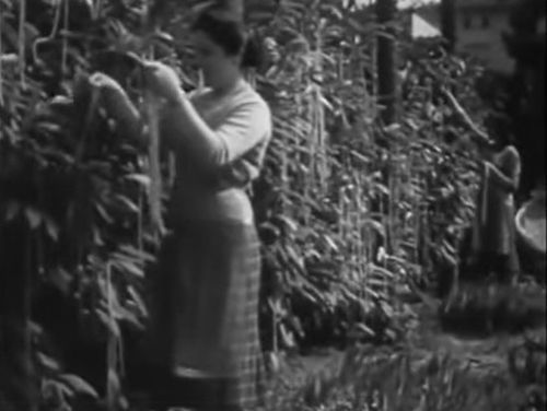 영국 BBC 방송이 1957년 만우절을 맞아 내보낸 '가짜 스파게티 나무' 영상. 'About Switzerland' 페이스북 캡처 연합뉴스