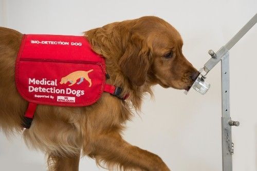 파킨슨병 환자 샘플로 훈련을 받는 골든 리트리버 '범퍼'. 브리스톨 대학교
