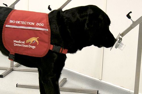 파킨슨병 환자 샘플로 훈련을 받는 블랙 래브라도 리트리버 '피넛'. 브리스톨 대학교