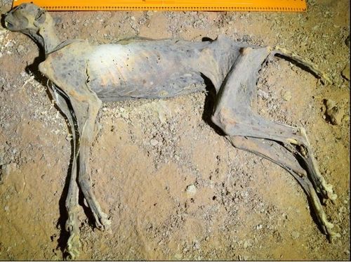 사우디아라비아 북동부 동굴 발견 당시의 미라화된 치타. 과학저널 '커뮤니케이션스 지구 & 환경'