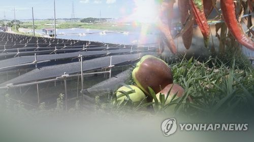 햇볕에 데인 사과·말라죽는 인삼(CG)[연합뉴스TV 제공]