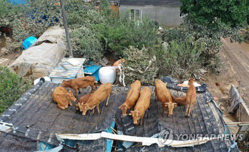 '살았다'(구례=연합뉴스) 박철홍 기자 = 지난 9일 오전 전남 구례군 구례읍의 한 마을 주택과 축사 지붕에 소들이 올라가 있다. 이 소들은 주변 축사에서 사육하는 소들로 전날 폭우와 하천 범람에 물에 떠다니다가 지붕 위로 피신, 이후 물이 빠지면서 지상으로 내려오지 못하고 머물러 있다. pch80@yna.co.kr