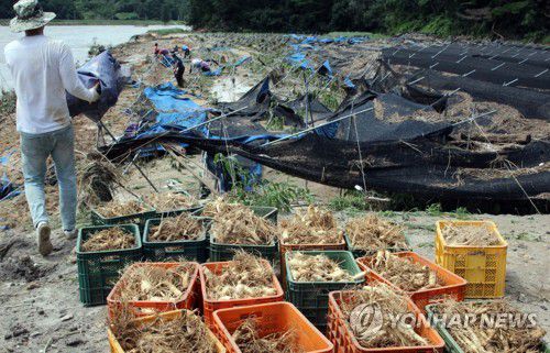 수해 입은 6년근 인삼밭[연합뉴스 자료사진]