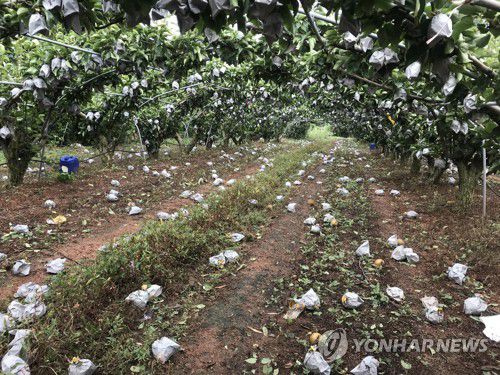 태풍에 떨어진 과수원 배(신안=연합뉴스) 태풍 '바비'가 지나간 27일 전남 신안군 압해읍 복룡리 과수원에 태풍의 강한 바람으로 배들이 떨어져 있다. 2020.8.27 [독자 제공.재판매 및 DB 금지] betty@yna.co.kr