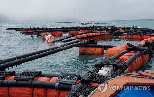 태풍 '바비'가 남긴 상처(신안=연합뉴스) 제8호 태풍 '바비'가 휩쓸고 간 전남 신안군 흑산도 인근 양식장이 29일 처참한 모습을 드러내고 있다. 이번 태풍으로 흑산도와 장도 등 6곳에서 32어가가 피해를 본 것으로 추정된다. 2020.8.29 [독자 제공.재판매 및 DB금지] minu21@yna.co.kr