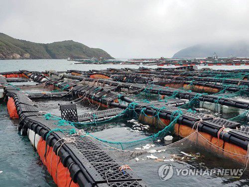 태풍 '바비'가 할퀴고간 양식장(신안=연합뉴스) 29일 제8호 태풍 '바비'가 휩쓸고 간 전남 신안군 흑산도 인근 양식장이 처참한 모습을 드러내고 있다. 이번 태풍으로 흑산도와 장도 등 6곳에서 32어가가 피해를 본 것으로 추정된다. 2020.8.29 [독자 제공.재판매 및 DB금지] minu21@yna.co.kr