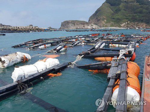 태풍 '바비'가 남긴 상처(신안=연합뉴스) 29일 제8호 태풍 '바비'가 휩쓸고 간 전남 신안군 흑산도 인근 양식장이 처참한 모습을 드러내고 있다. 이번 태풍으로 흑산도와 장도 등 6곳에서 32어가가 피해를 본 것으로 추정된다. 2020.8.29 [독자 제공.재판매 및 DB금지] minu21@yna.co.kr