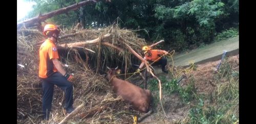 담양소방서 소 구조 활동[담양소방서제공.재배포 및 DB금지]