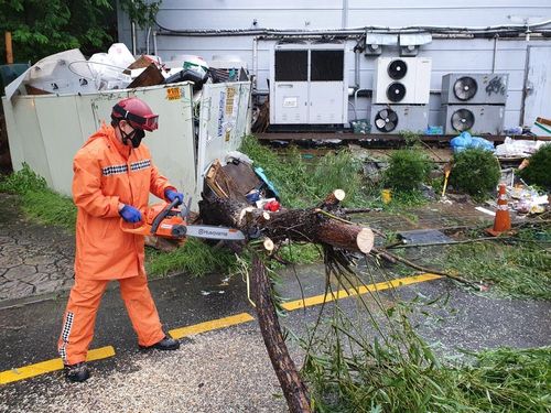 태풍에 쓰러진 나무[인천소방본부 제공. 재판매 및 DB 금지]
