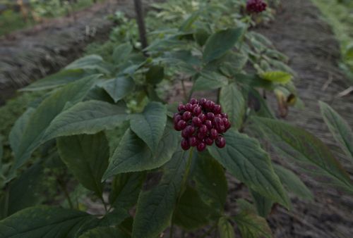 인삼 열매[국립민속박물관 제공. 재판매 및 DB 금지]