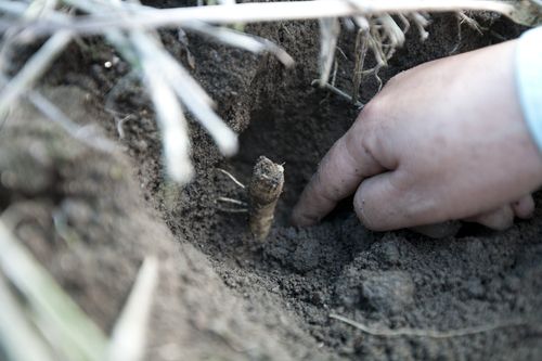 인삼밭[국립민속박물관 제공. 재판매 및 DB 금지]