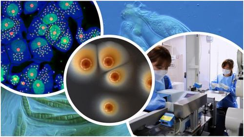 [한국파스퇴르연구소 제공. 재판매 및 DB 금지]