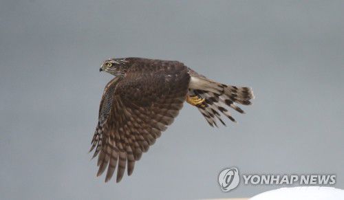 날아가는 새매(포항=연합뉴스) 손대성 기자 = 14일 경북 포항 형산강 주변에서 천연기념물이자 멸종위기 야생생물 2급인 새매가 날고 있다.
    이 새매는 지난 12일 탈진한 상태에서 발견돼 치료를 받고 14일 방사됐다. 2020.10.14 sds123@yna.co.kr