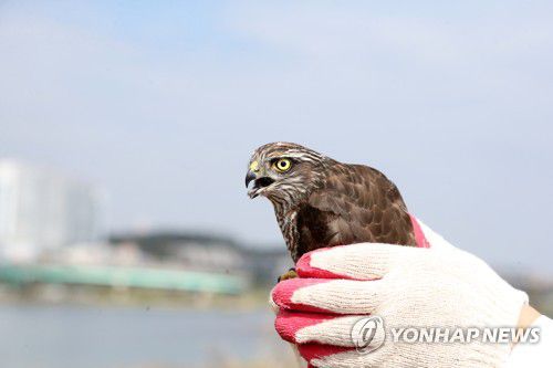 방사 직전인 새매(포항=연합뉴스) 손대성 기자 = 14일 경북 포항 형산강 주변에서 김호준 조은동물병원장이 천연기념물이자 멸종위기 야생생물 2급인 새매를 자연으로 돌려보내고 있다.
    이 새매는 지난 12일 탈진한 상태에서 발견돼 병원에서 치료를 받아왔다. 2020.10.14 sds123@yna.co.kr