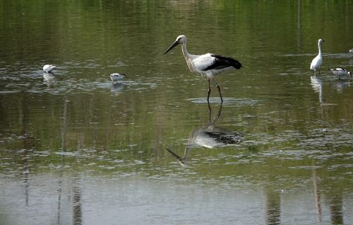 대만에서 관찰된 황새 광시지난 9월 예산군이 방사한 황새 광시가 1천100㎞ 떨어진 대만 타이난 지역에서 관찰된 모습. [예산군 제공. 재판매 및 DB 금지]