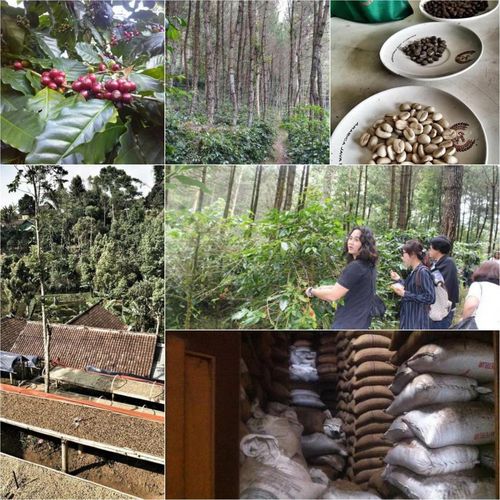 인도네시아 커피 농장의 모습[이진호씨 제공=연합뉴스]