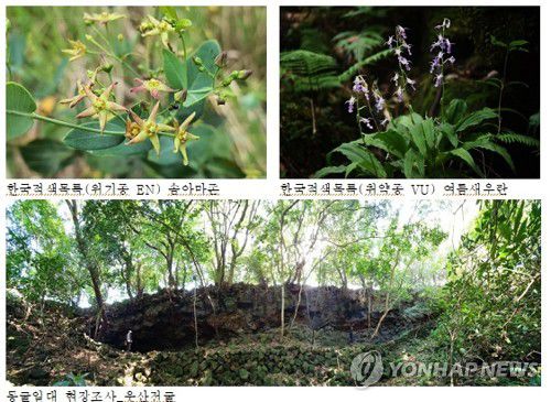 제주 거문오름 용암동굴계 식생조사[제주도 세계유산본부 제공. 재판매 및 DB 금지]