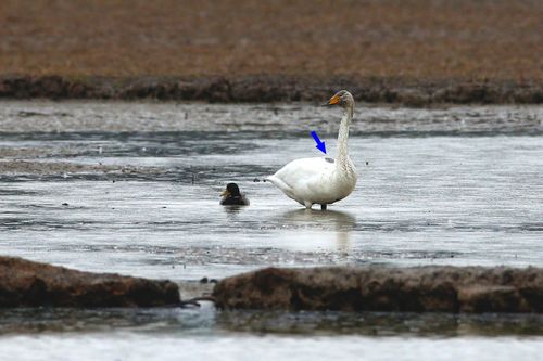 위치추적장치 부착한 천연기념물 큰고니[국립문화재연구소 제공. 재판매 및 DB 금지]